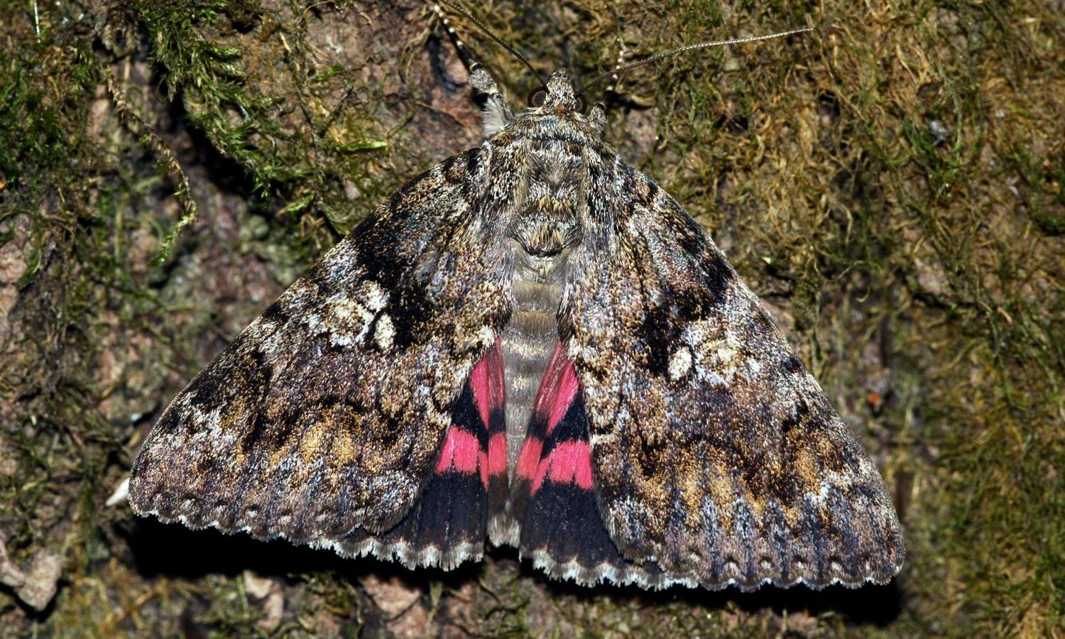 Exploring the Moths of Gamekeepers Cottage: A Nighttime Adventure