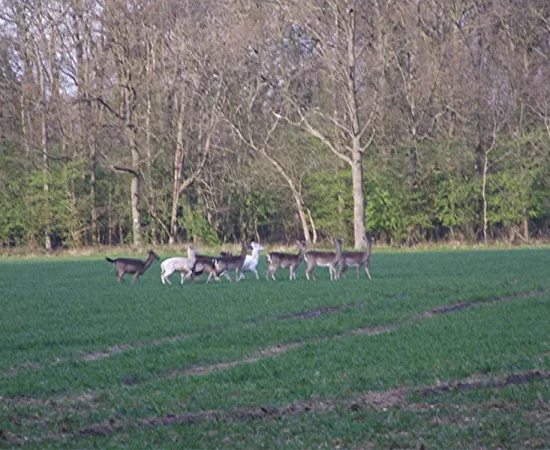 Deer herd