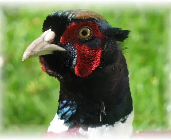 'George'