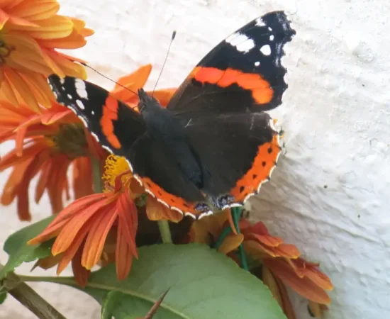 Red Admiral