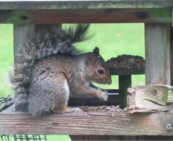 Squirrell