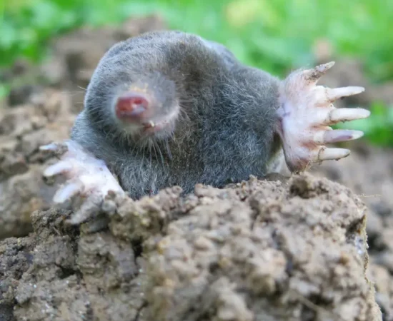 Visiting Mole